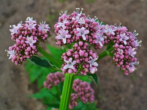 Cand salata de valeriana devine medicament