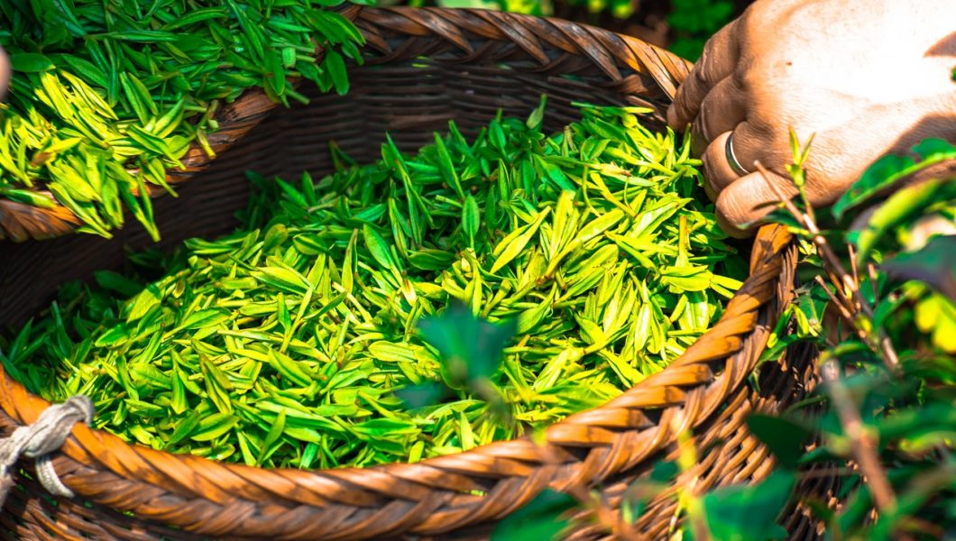 O moleculă din ceaiul verde lupta împotriva diabetului