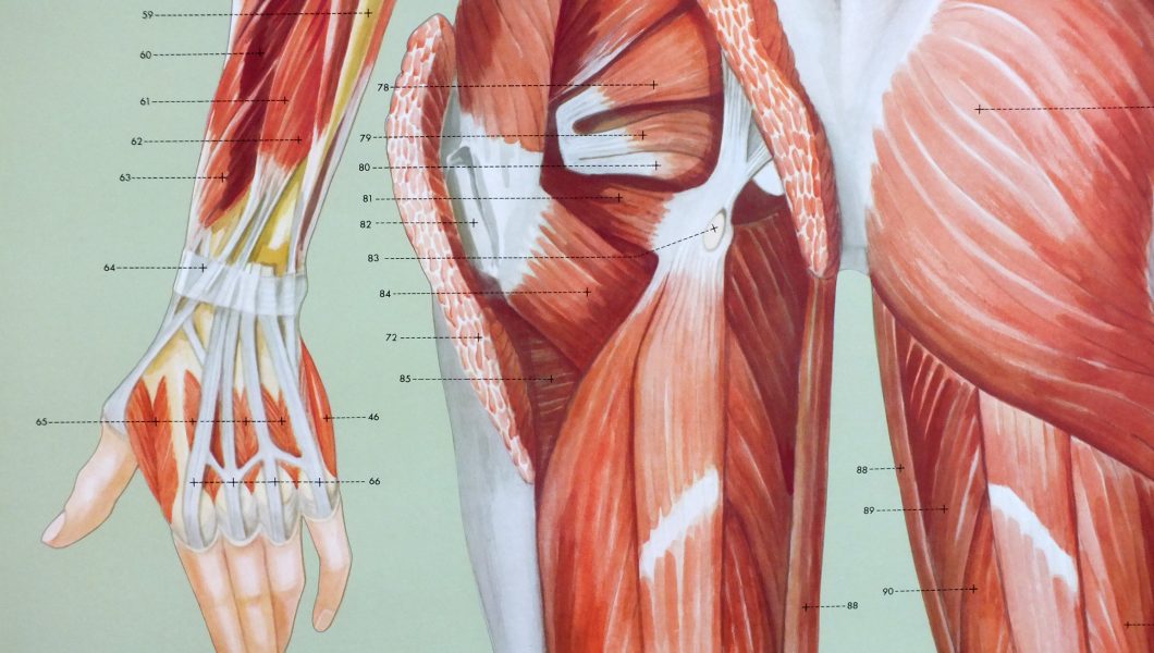 Masa musculara te ajuta in lupta cu cancerul