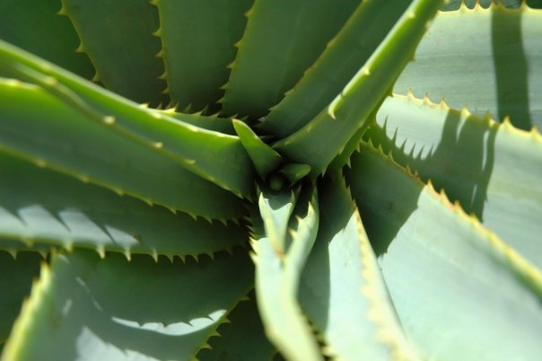 Planta care curata aerul poluat din casa