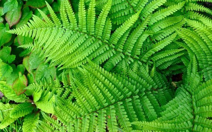 Plante care iti fura oxigenul din dormitor