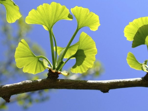 Plante de ajutor in circulatie periferica proasta