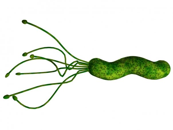 Tratamente fitoterapeutice pentru Helicobacter pylori