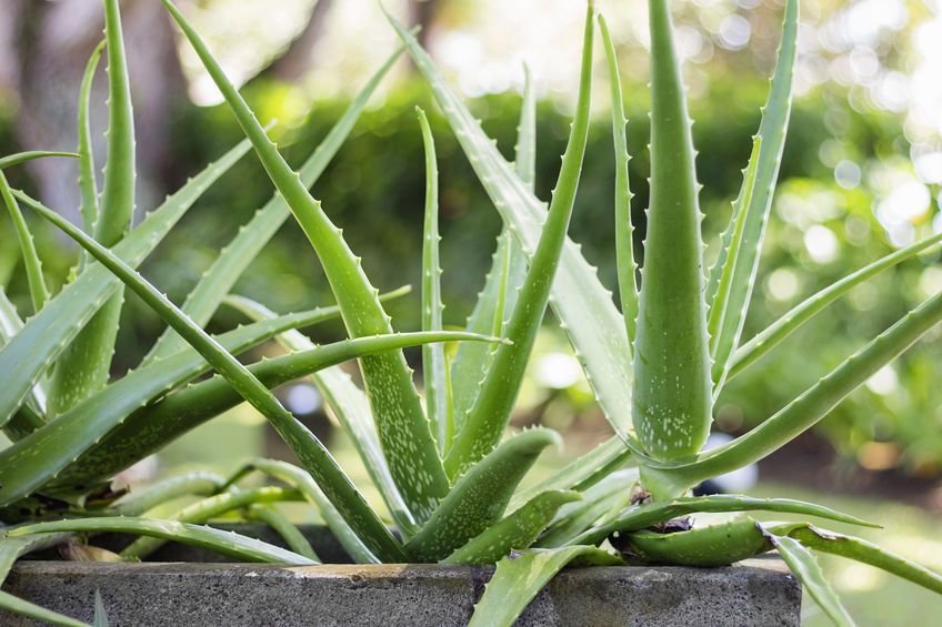 Iata care sunt beneficiile pentru piele ale Aloe Vera