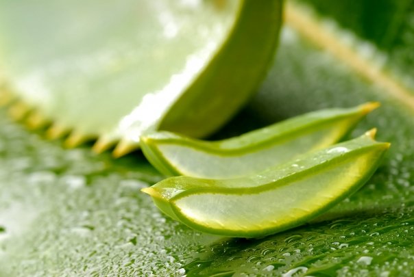 Detoxifierea cu ajutorul aloe vera