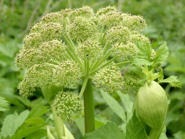 angelica