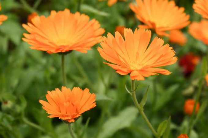 Florile de galbenele au beneficii nenumarate