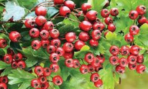 fructe de paducel