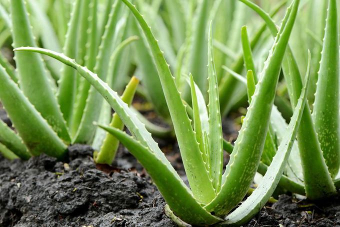Beneficiile plantei aloe vera: bună de pus pe rană