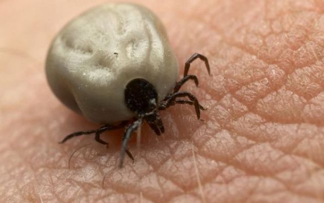 Ce faci dacă te-a muşcat căpuşanu sunt contagioși