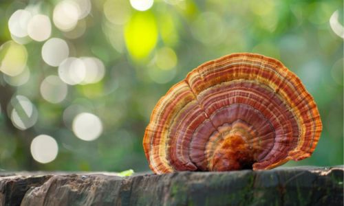 ciuperca ganoderma