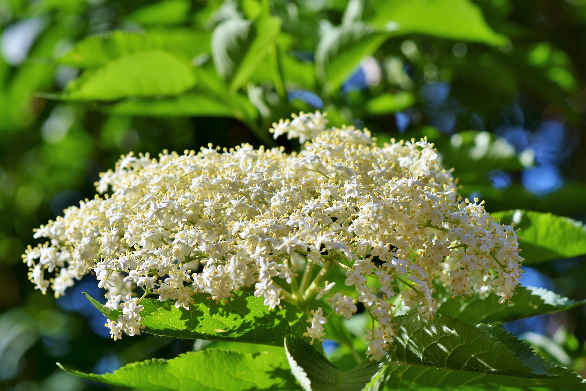 Ce efecte are FLOAREA DE SOC pentru organism