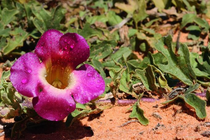 Gheara-diavolului, planta care îţi alină durerile