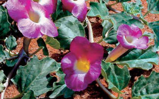 Gheara diavolului, o planta care calmeaza durerile