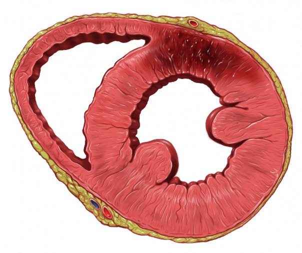 Riscul de infarct miocardic a crescut in randul femeilor tinere