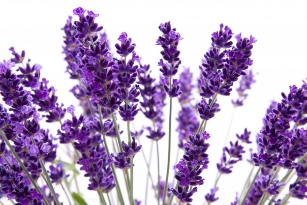 Proprietati terapeutice pe care le detine lavanda