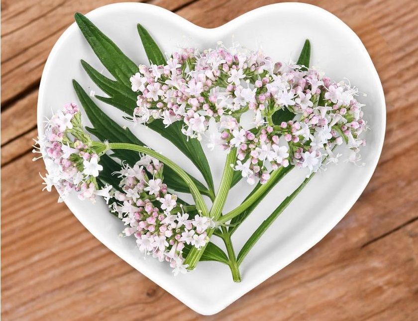 Nu tot ce este natural este bun pentru copii. Aceste remedii naturale le sunt interzise