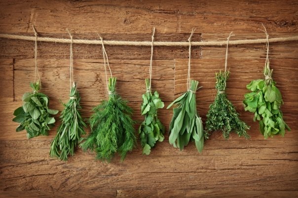 plante medicinale