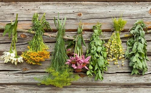 plante medicinale