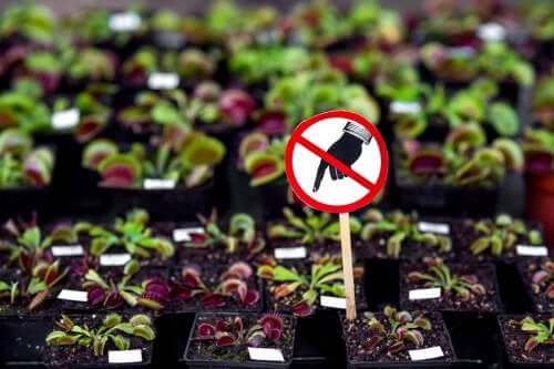 Plante periculoase pe care nu ar trebui să le ai acasă