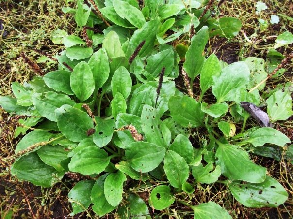 Plantele medicinale pot avea efecte adverse grave. Cand sa ne ferim de ele