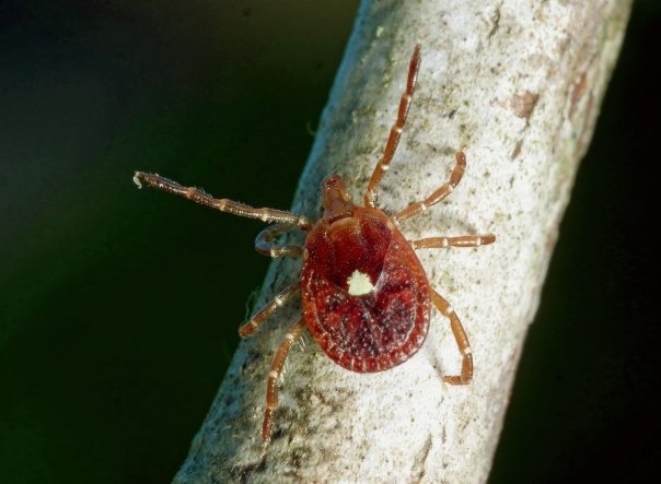 Muscatura insectei care inhiba apetitul pentru carne rosie si lapte