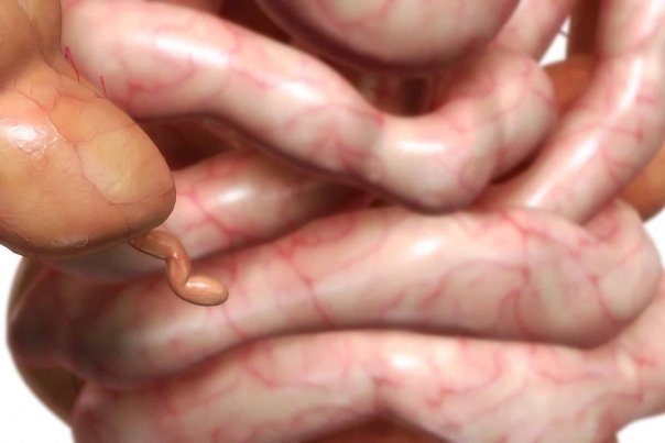 Ce rol are apendicele in organism