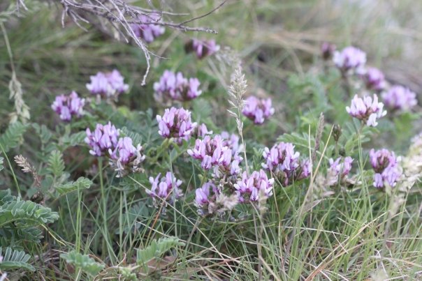 5 remedii naturale recunoscute de stiinta