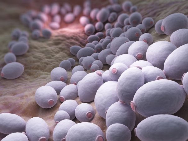 Condimentul care inhiba candida