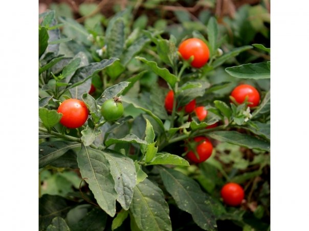 Plante si preparate cu proprietati psihedelice