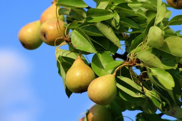 Dieta cu pere: slabesti trei kilograme in cinci zile