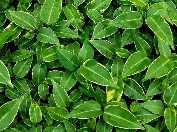 Plante care purifica aerul din locuinta
