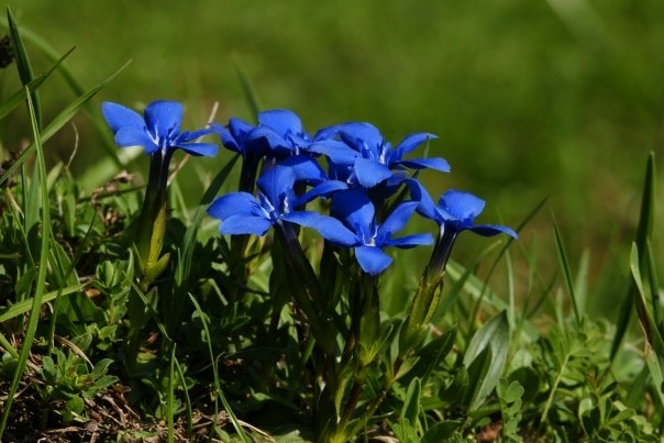 Plante care ne readuc pofta de mancare