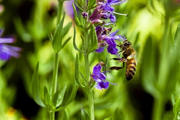 Planta folosita la remedii impotriva afectiunilor respiratorii, digestive si reumatice