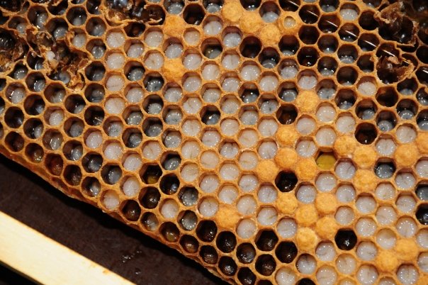Cum se poate trata cancerul cu laptisor de matca
