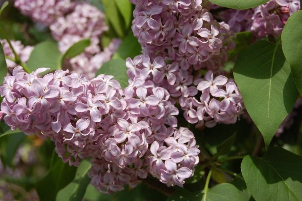 Remedii externe pe baza de flori de liliac