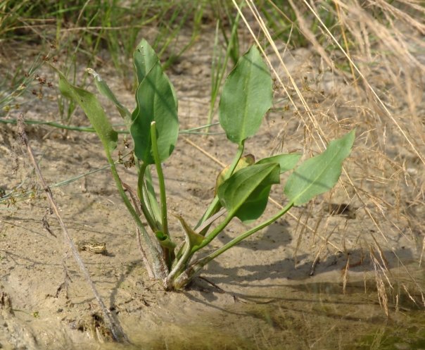 Limbarita - anticonceptionalul vegetal