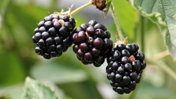 Fructele care ne mentin tineri