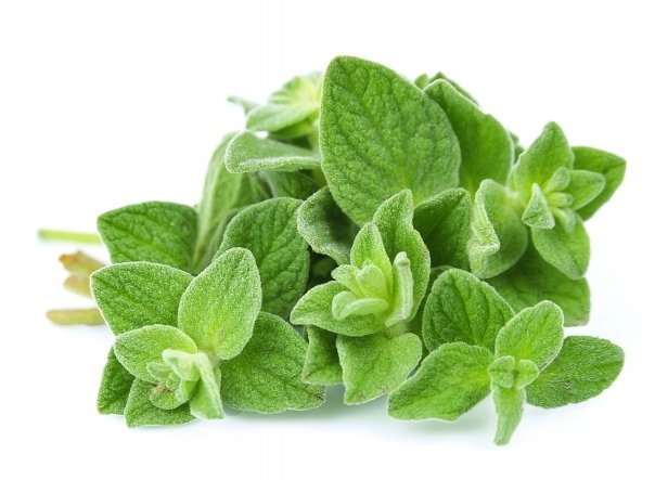 De ce oregano poate fi considerat dezinfectantul alimentelor