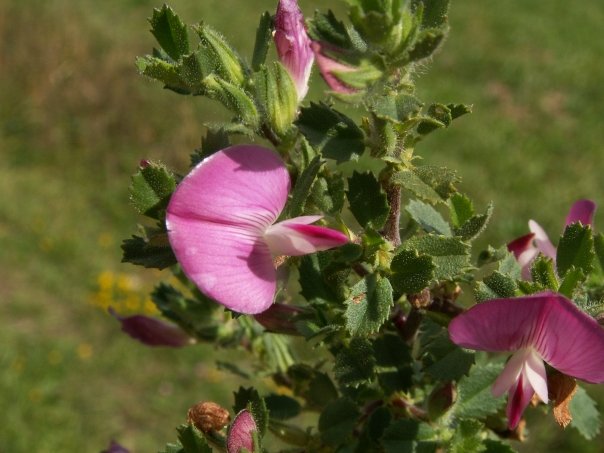 Planta care calmeaza durerile in gat, detoxifiaza si usureaza expectoratia