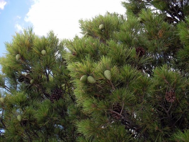 Remedii naturiste pe baza de pin