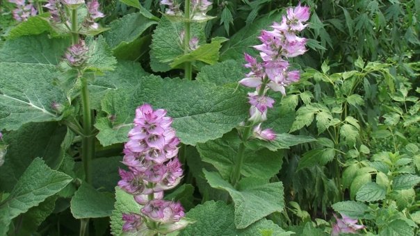 Salvia pura ajuta la slabit