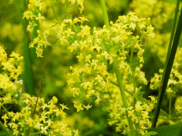 Cum tratam acneea cu sanziene