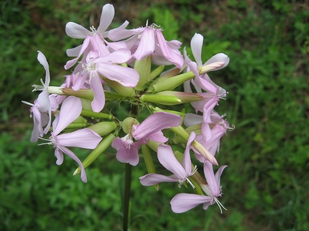 Planta cu efecte de durata in reumatism, afectiuni biliare si boli intime