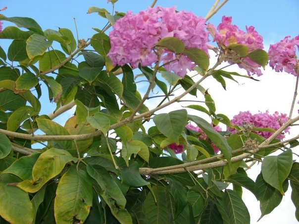 Arborele cu beneficii tot mai multe, pe zi ce trece