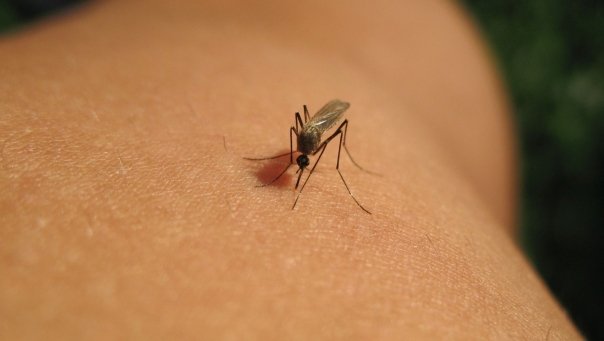 Posibil tratament pentru West Nile