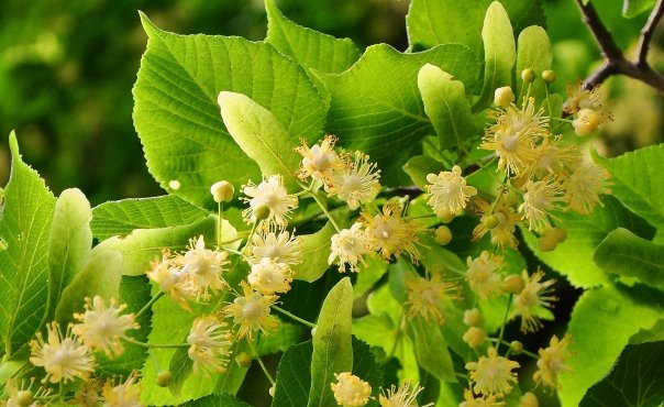 Cum sa folosesti florile de tei