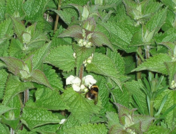 Planta foarte eficienta in afectiunile postatei