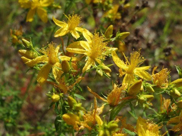 sunatoare