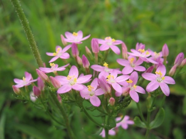 tintaura fierea pamantului